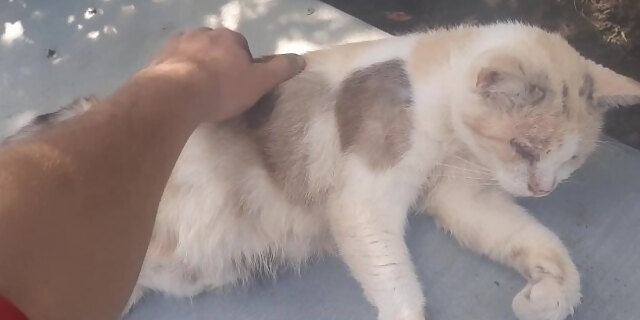 Play The Magic Cat 2:33 Free Sex Porn Video